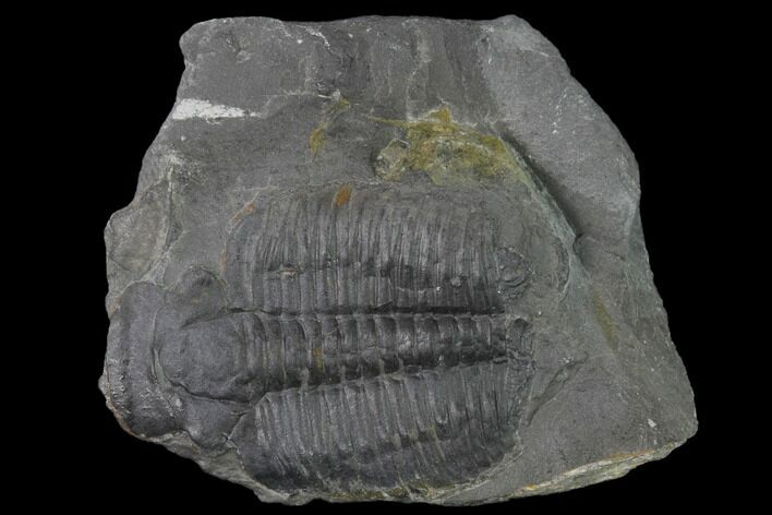 Elrathia Trilobite Molt Fossil - Utah - House Range #139713